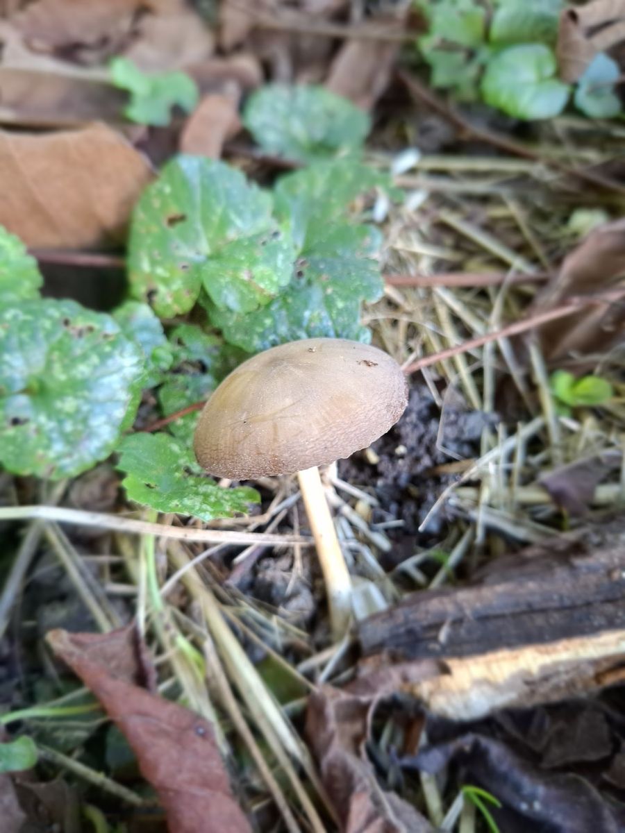 Pluteus luctuosus