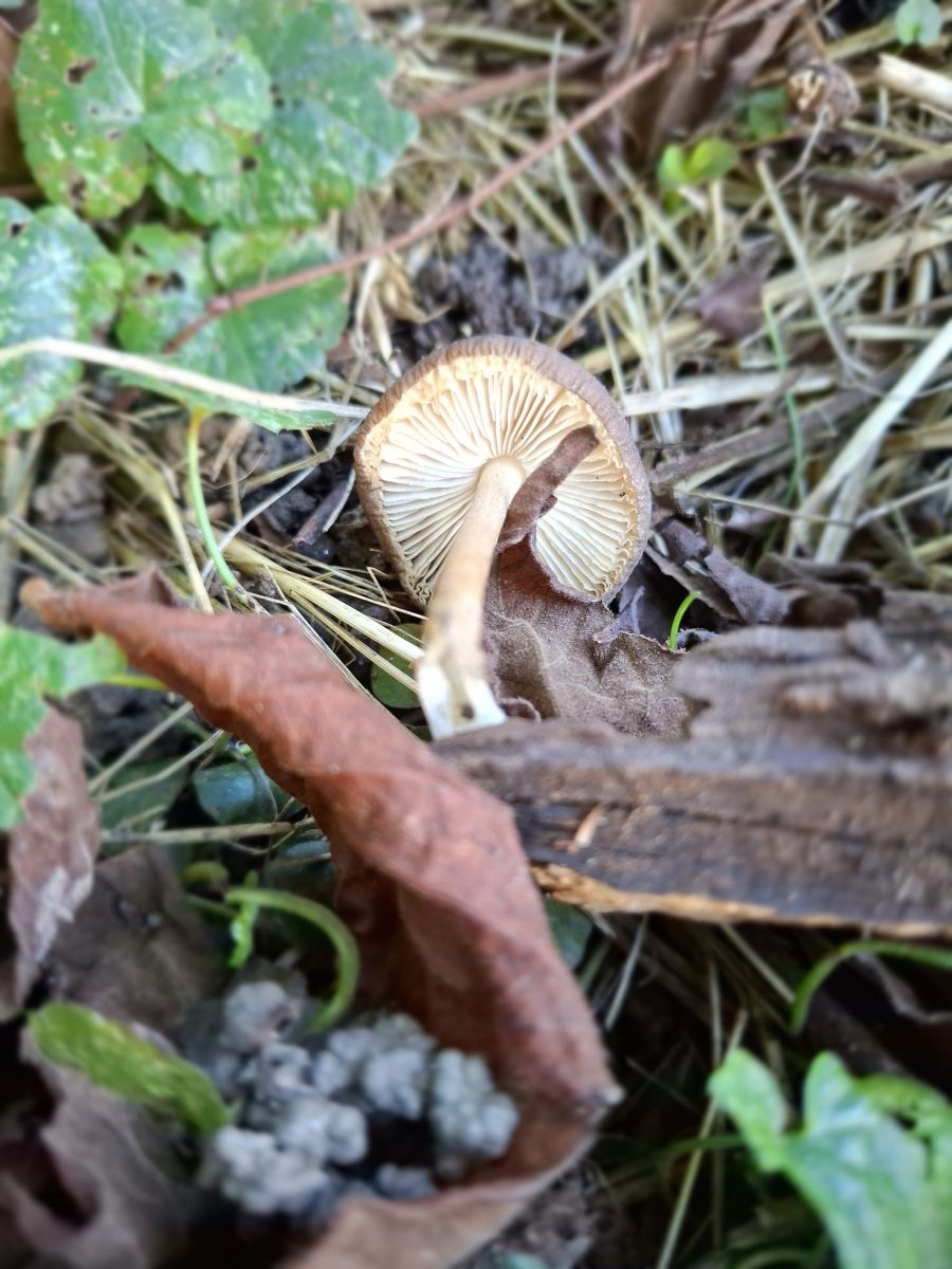 Pluteus luctuosus