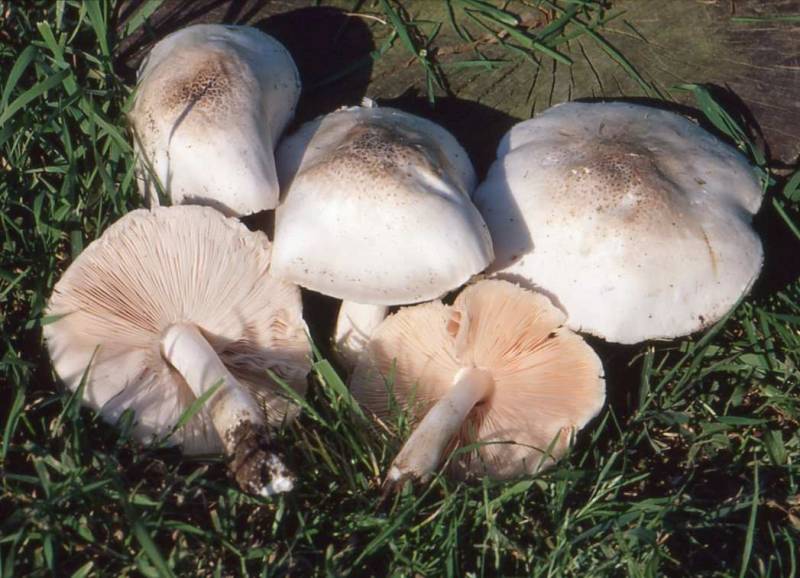 Pluteus pellitus