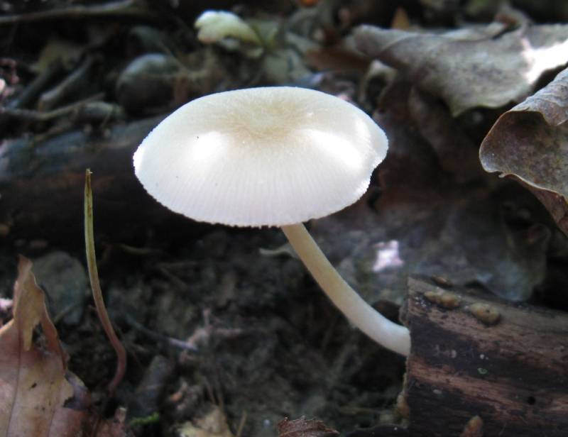 Pluteus plautus