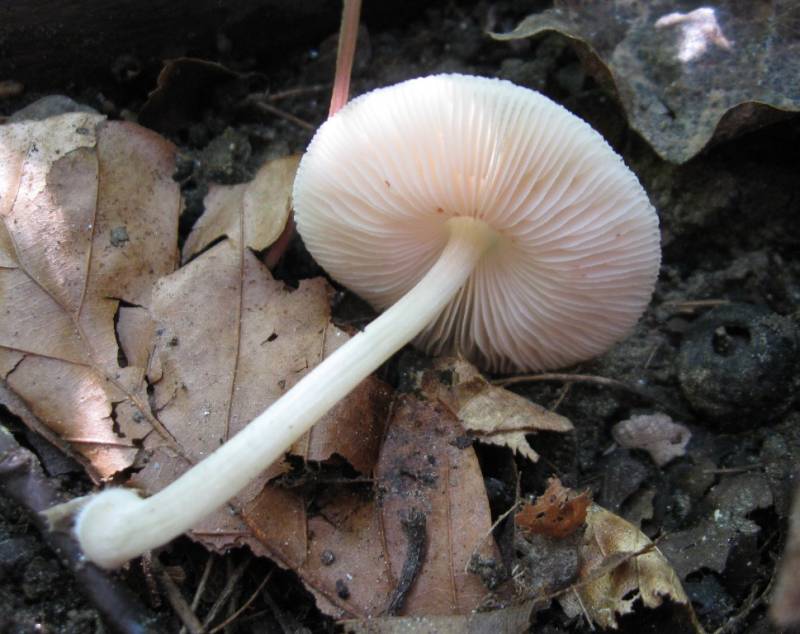 Pluteus plautus