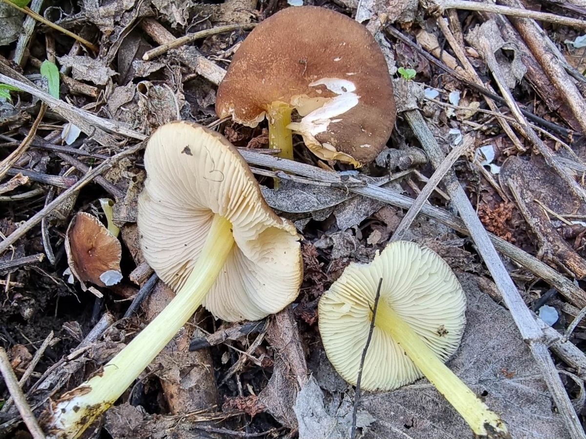 Pluteus romellii