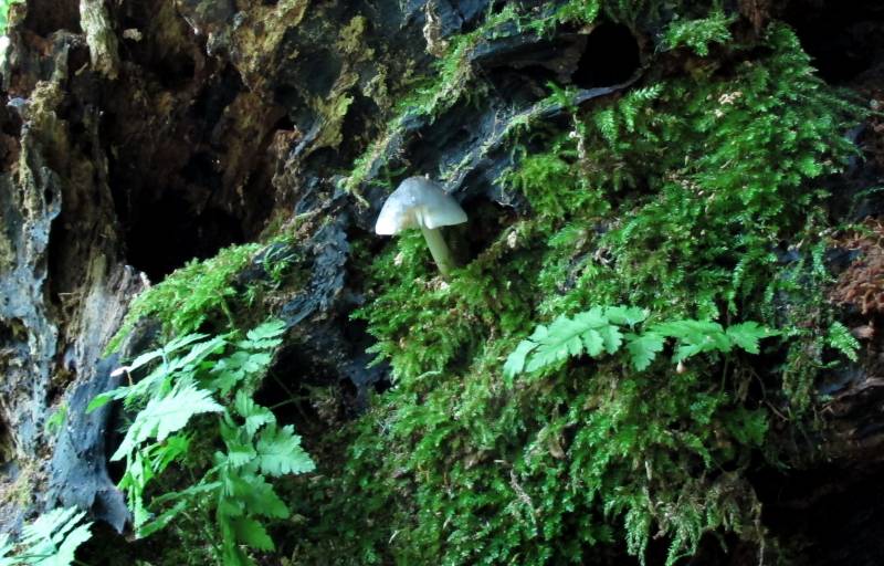 Pluteus salicinus