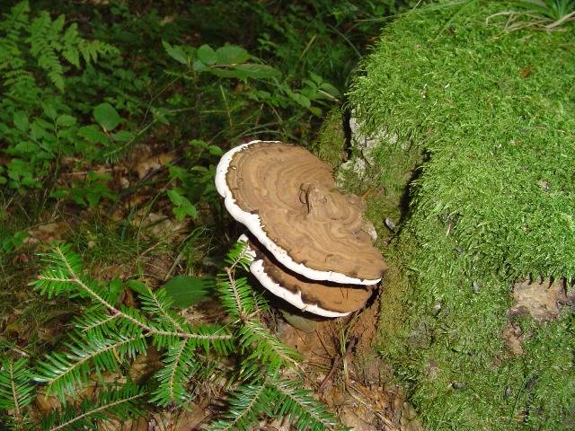 Polyporus lipsiensis