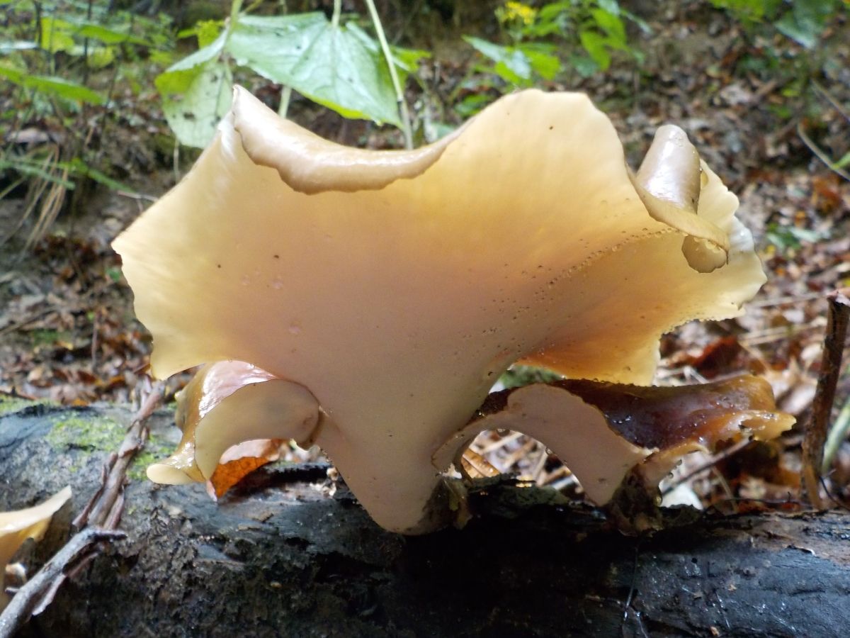 Polyporus picipes