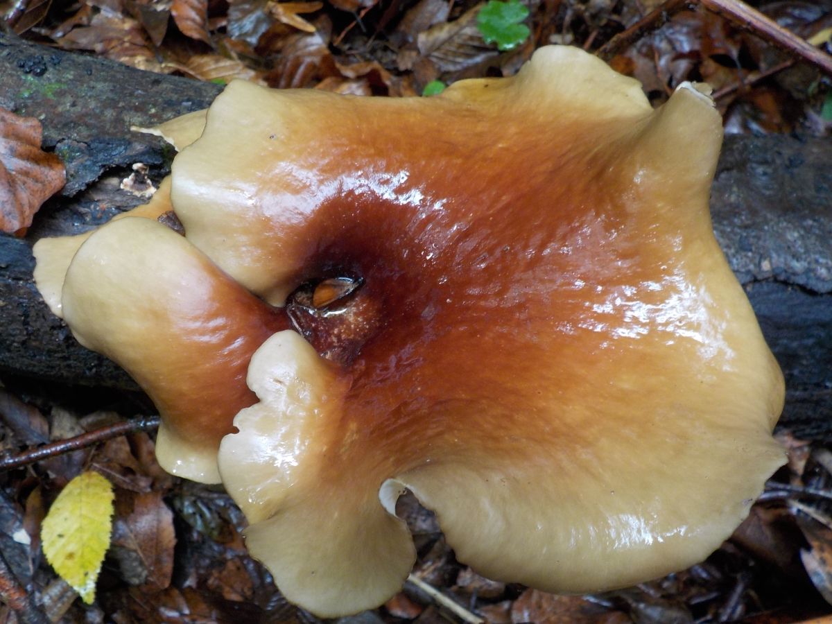 Polyporus picipes