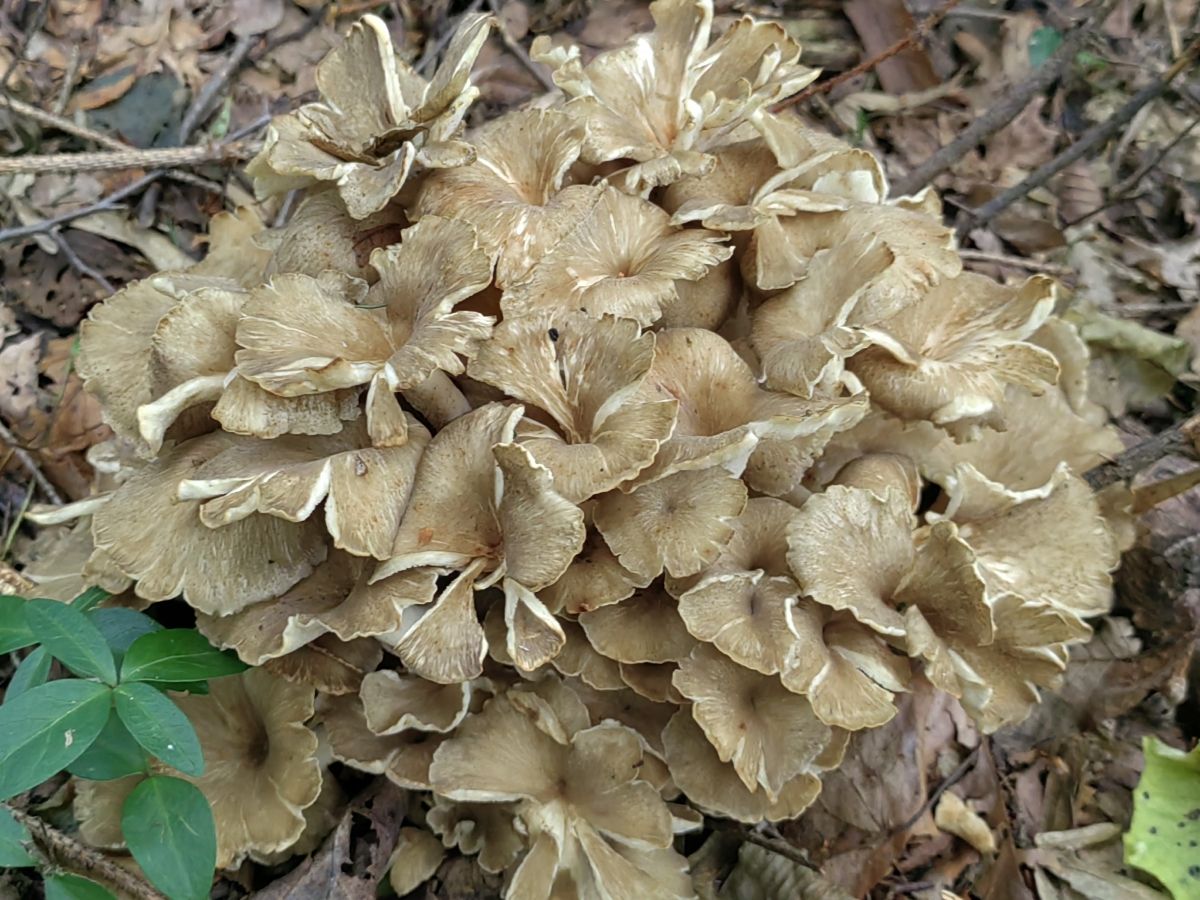 Polyporus umbellatus