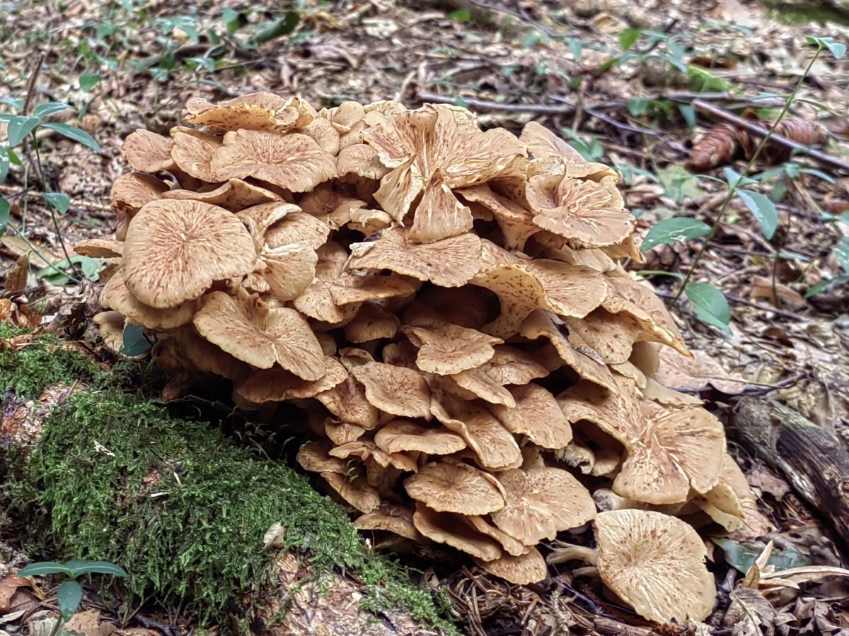 Polyporus umbellatus