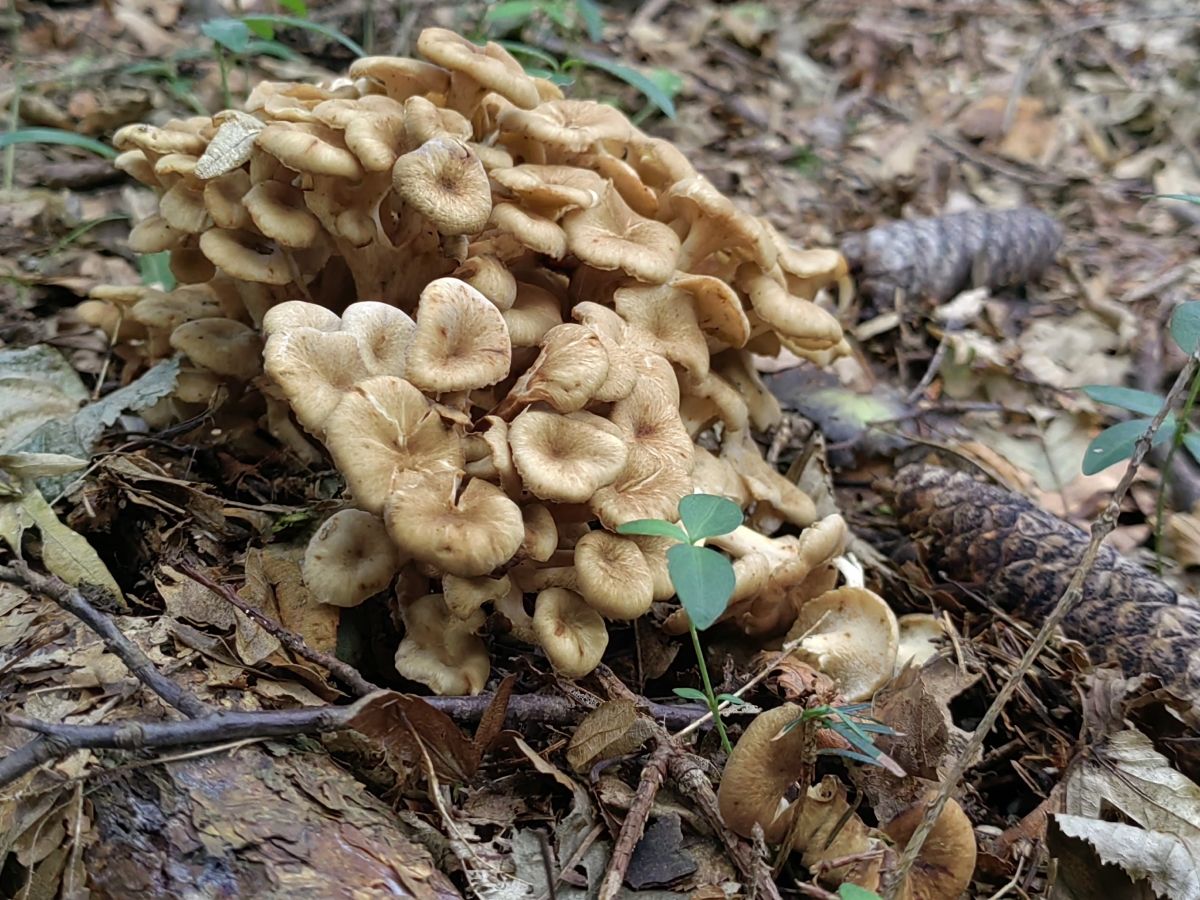 Polyporus umbellatus