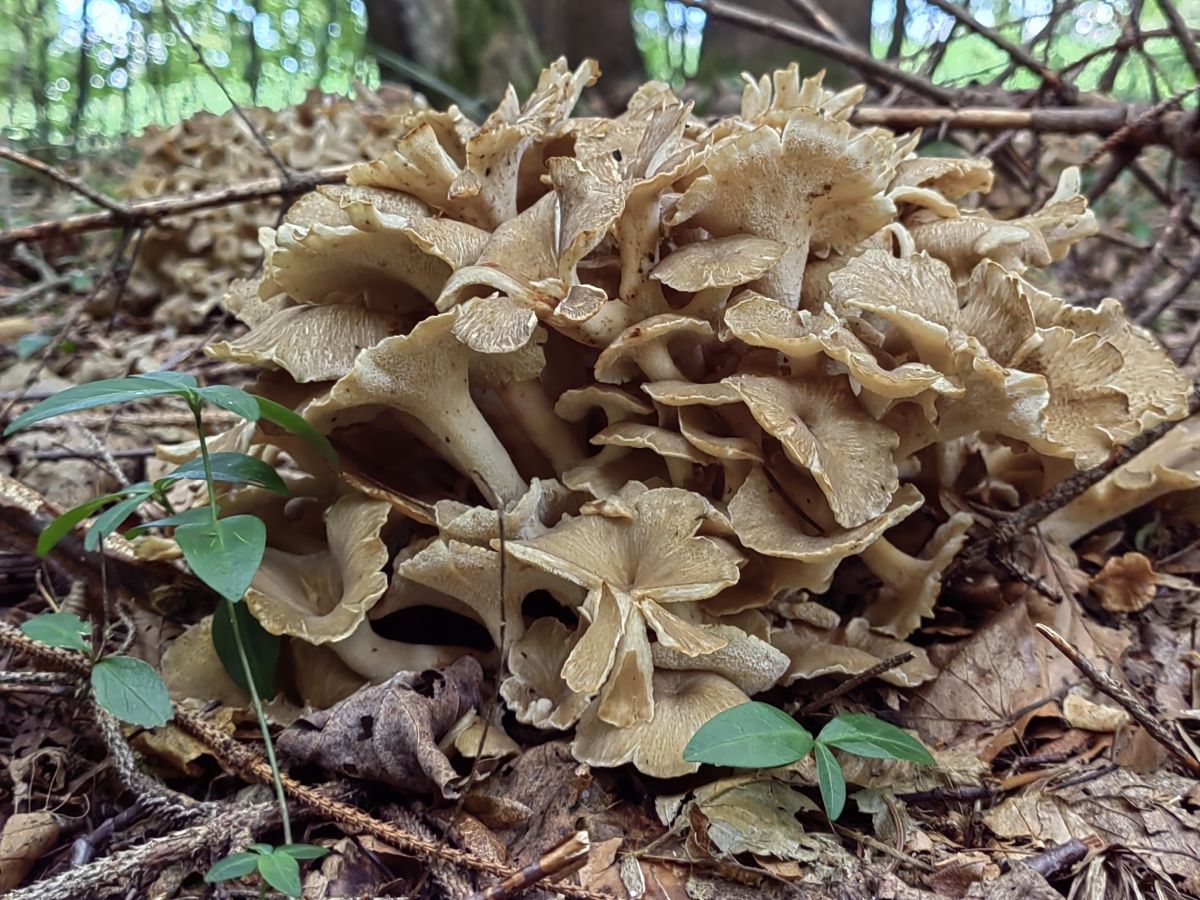 Polyporus umbellatus