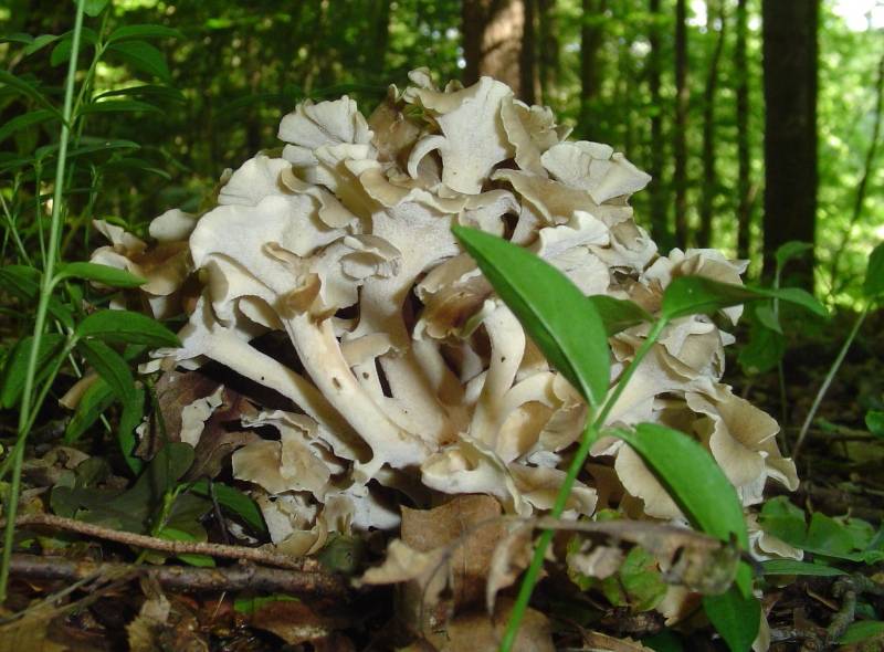 Polyporus umbellatus