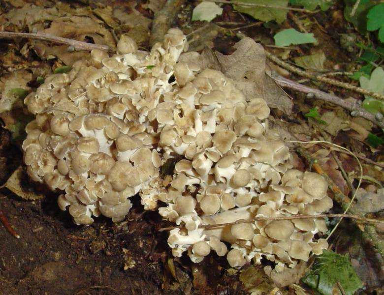 Polyporus umbellatus