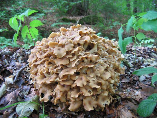 Polyporus umbellatus