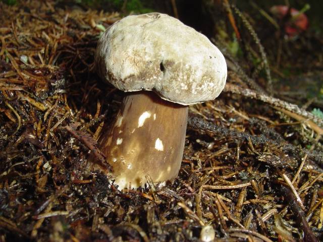 Porphyrellus porphyrosporus