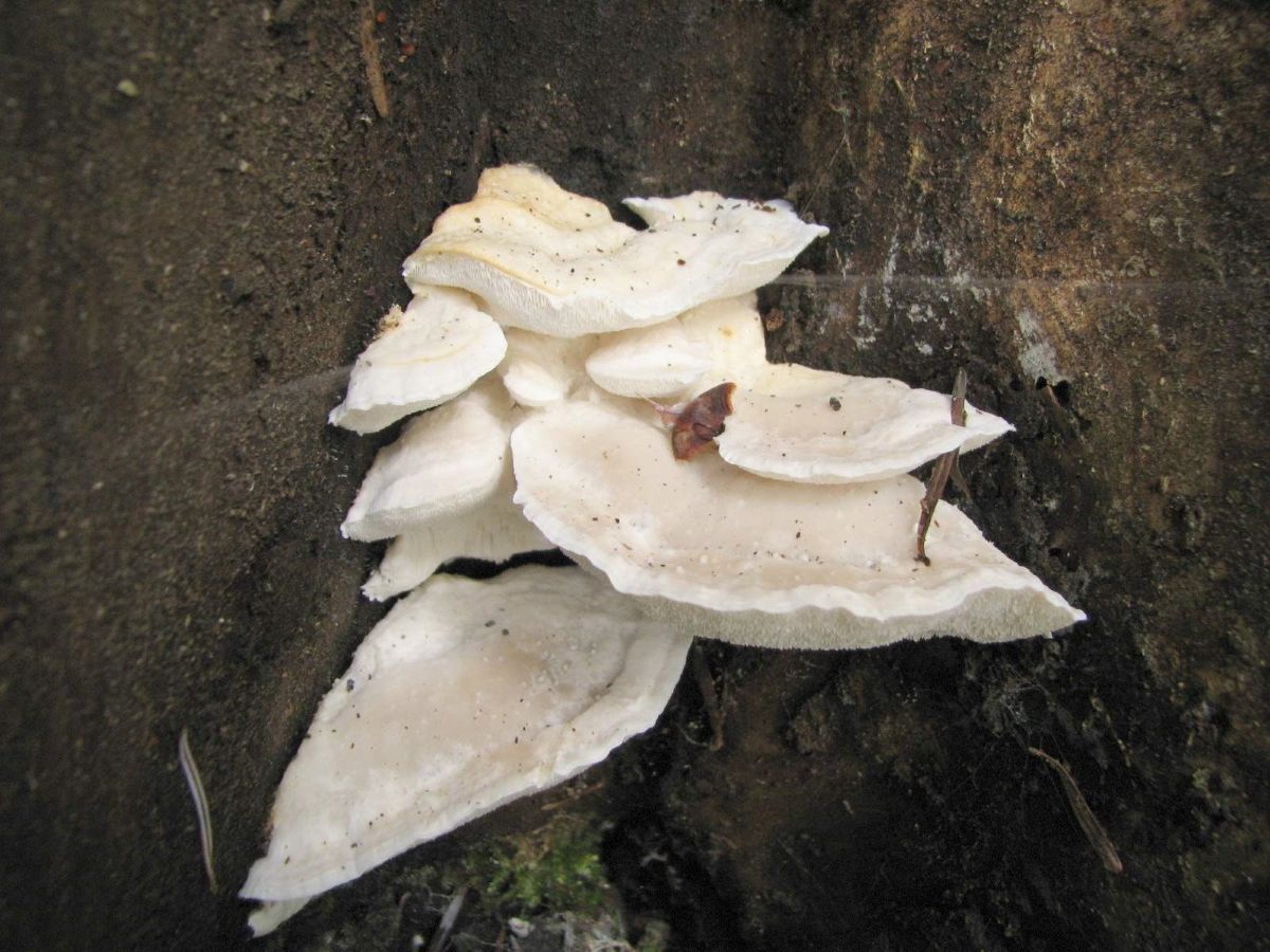 Postia tephroleuca