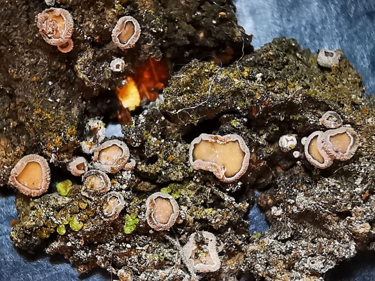 Proliferodiscus tricolor