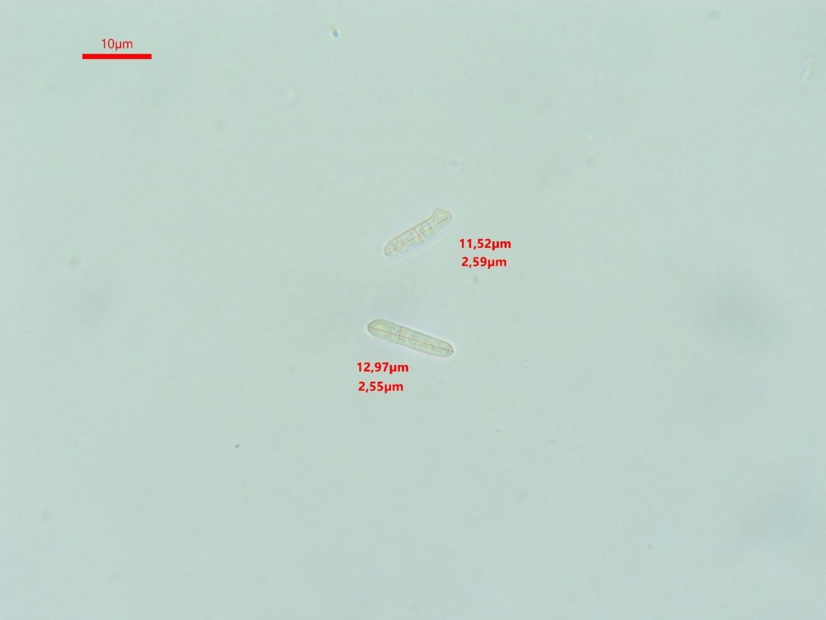 Proliferodiscus tricolor