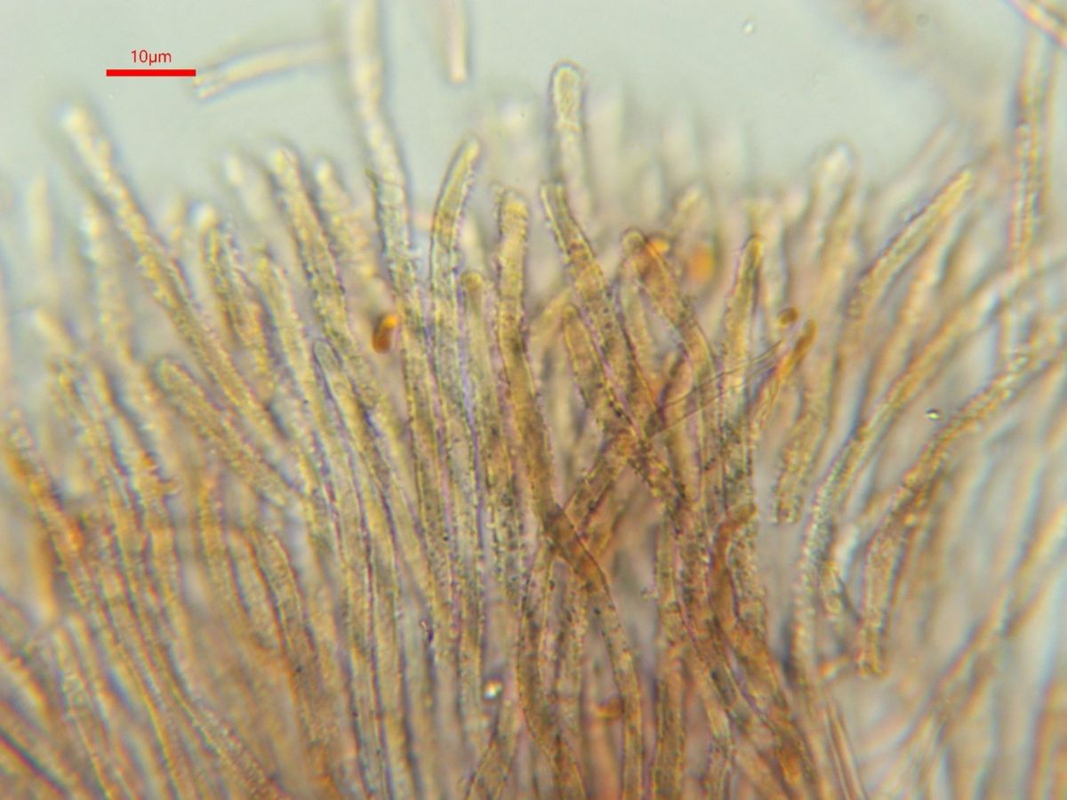 Proliferodiscus tricolor