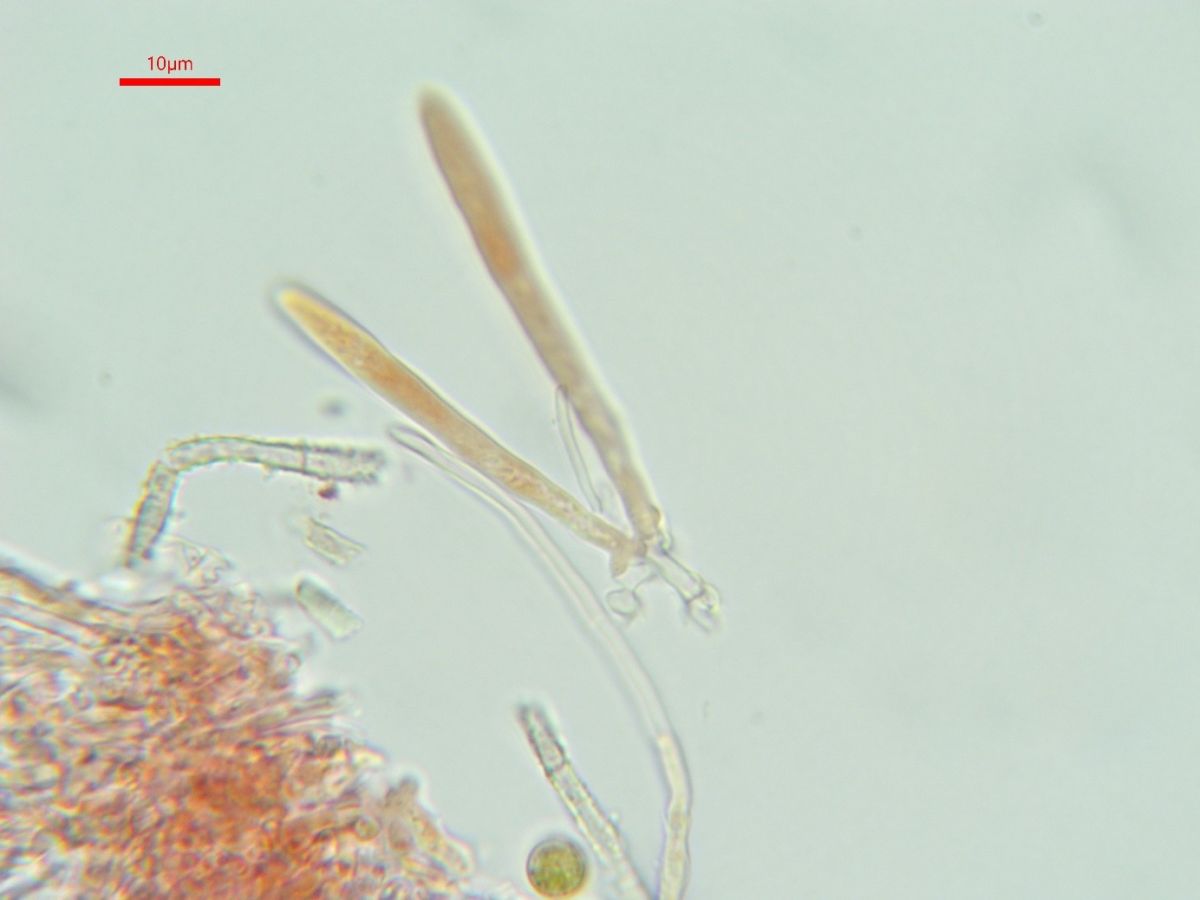 Proliferodiscus tricolor