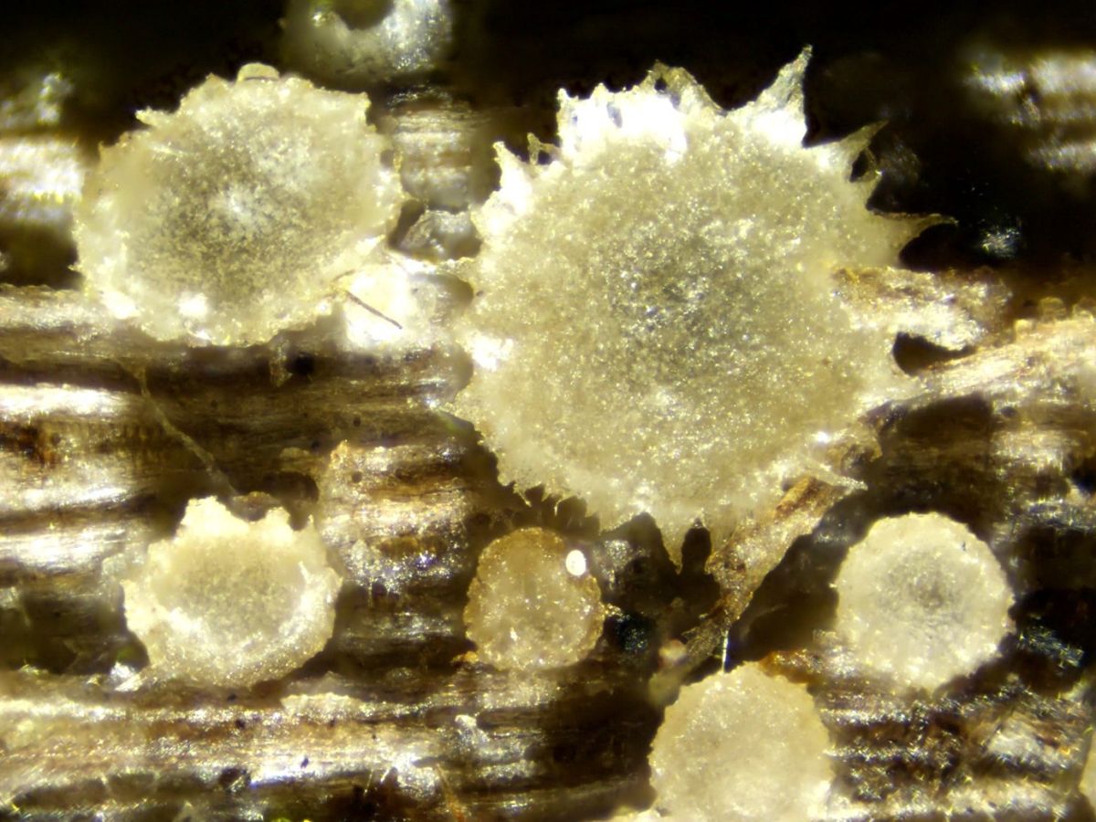 Protounguicularia transiens