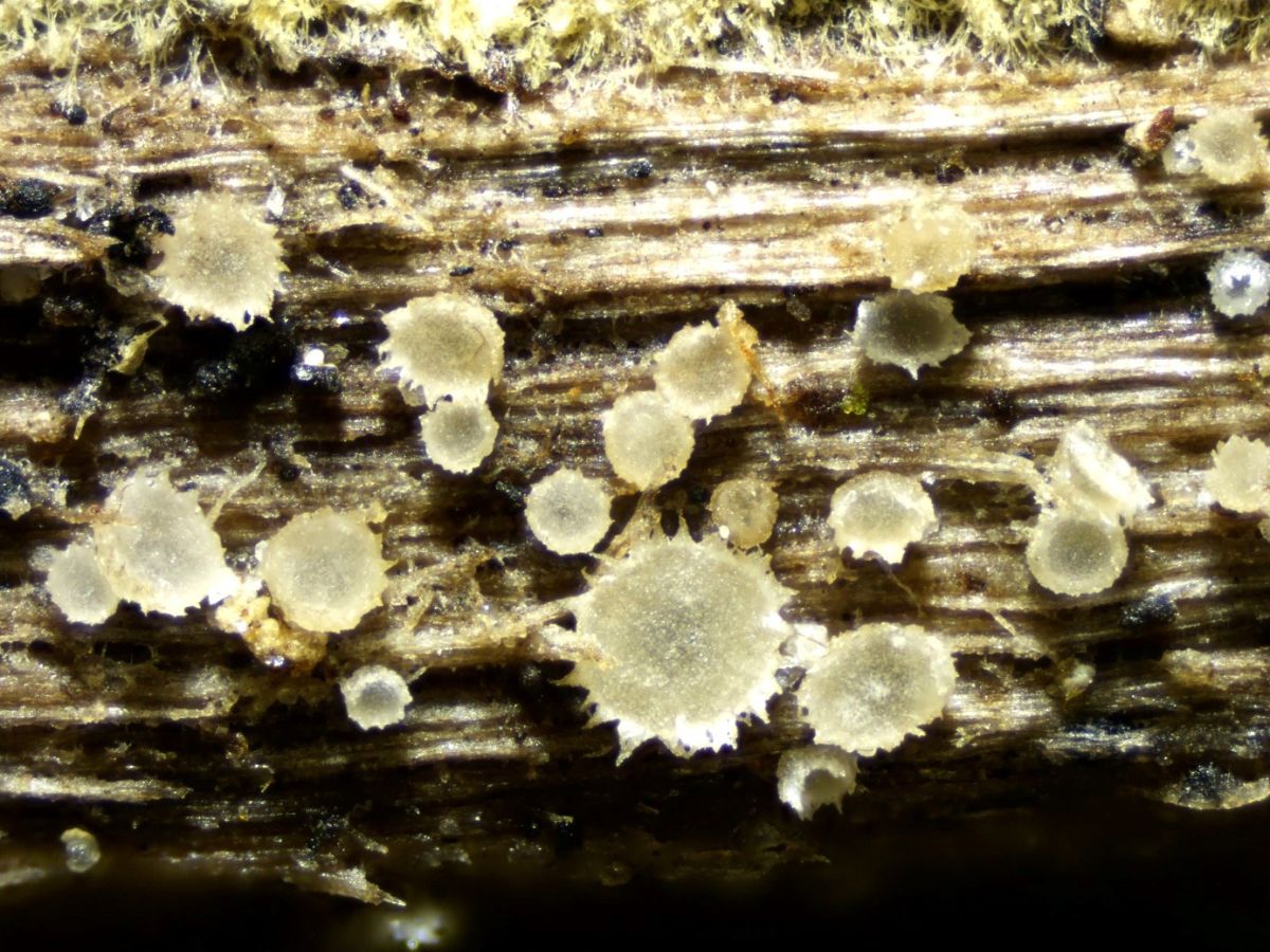Protounguicularia transiens