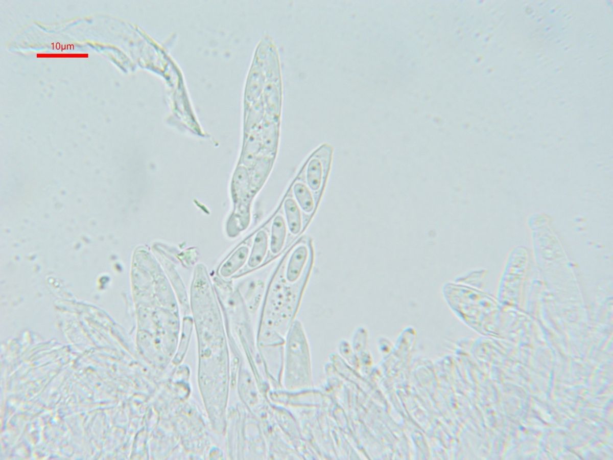 Protounguicularia transiens