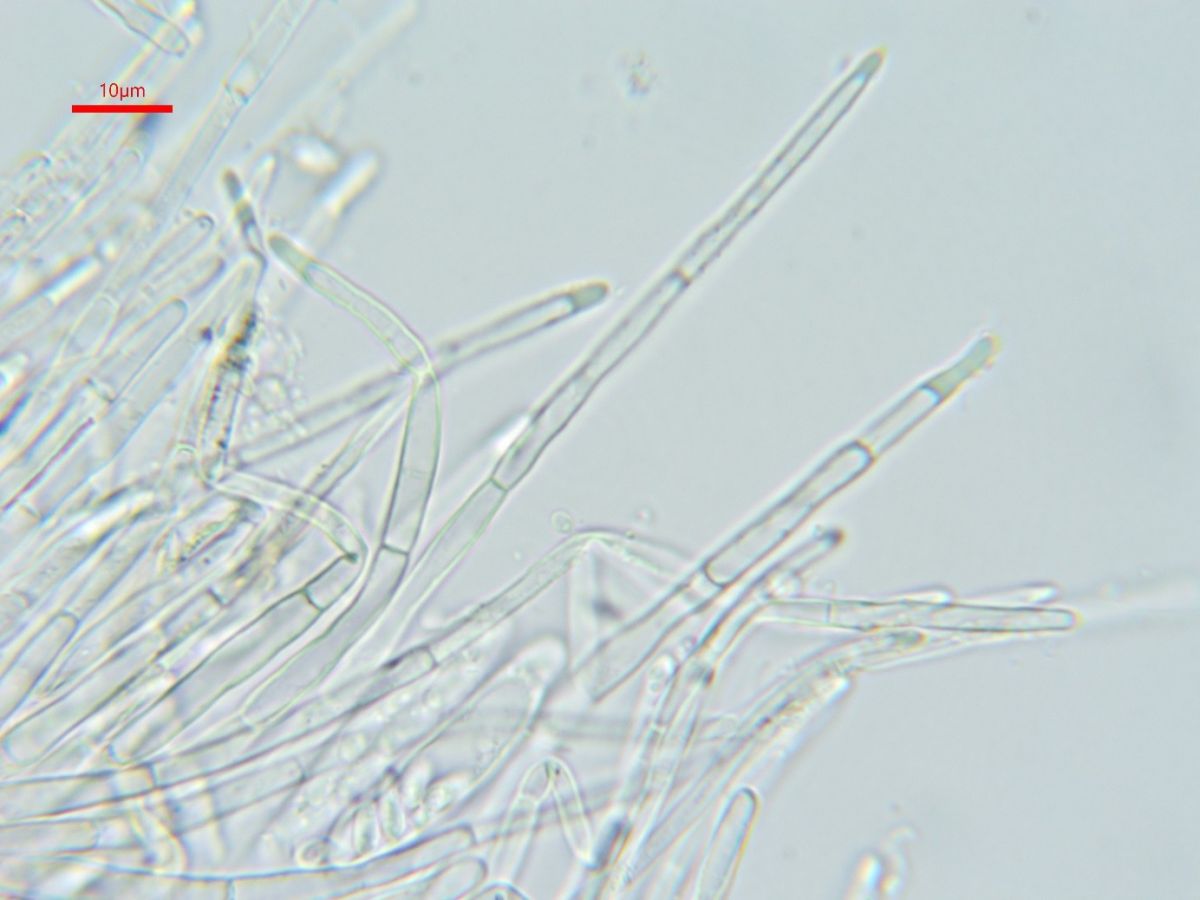 Protounguicularia transiens