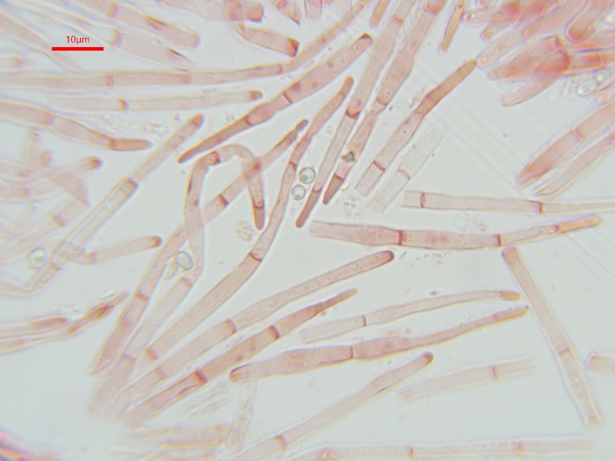 Protounguicularia transiens