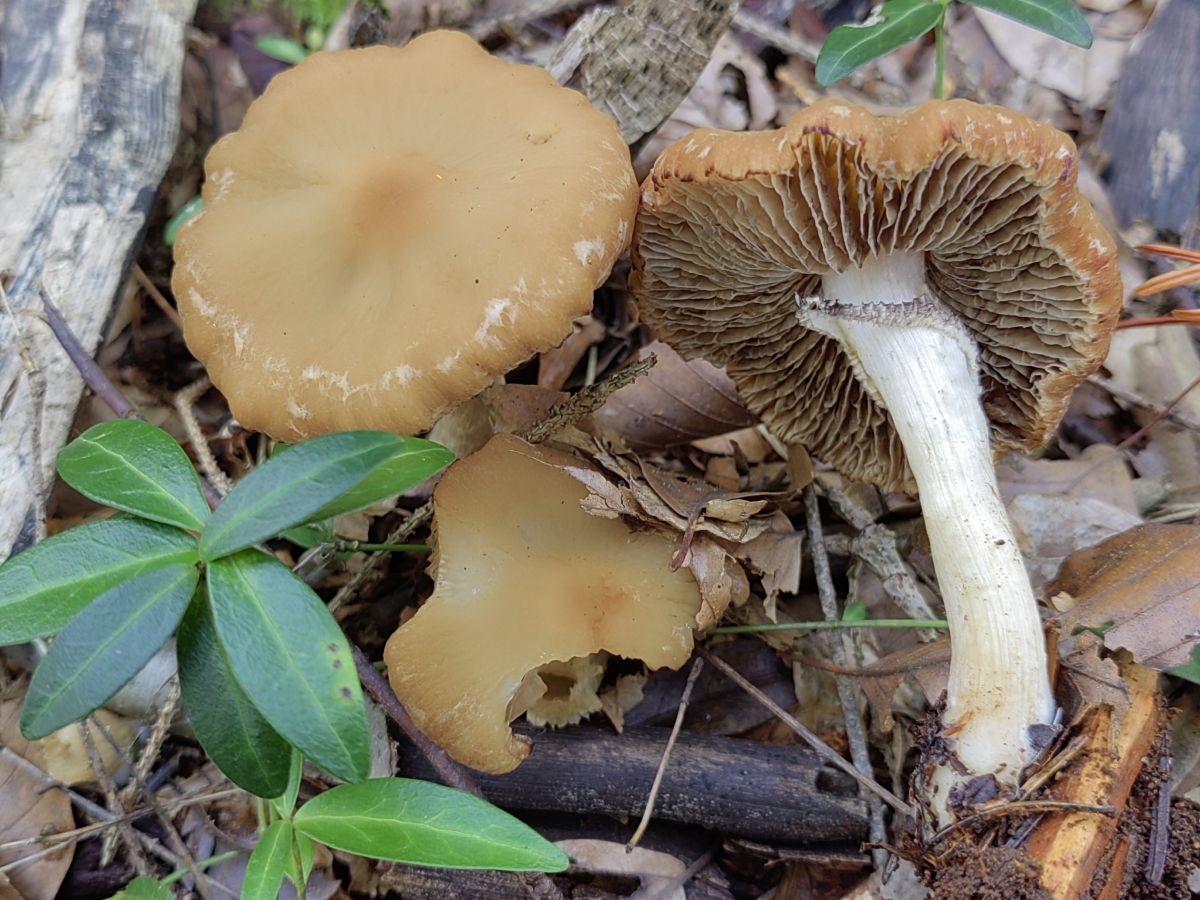 Psathyrella artemisiae