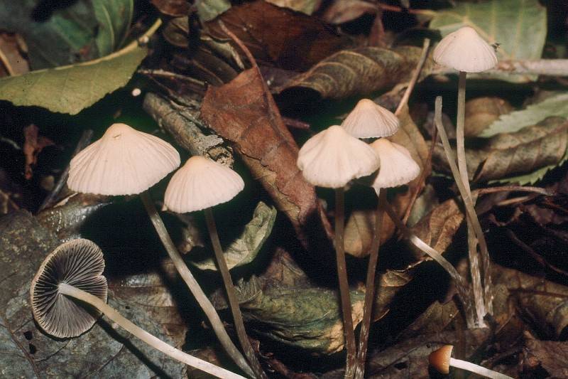 Psathyrella atomata