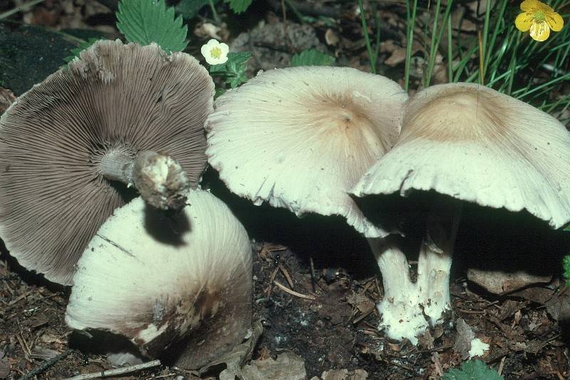 Psathyrella leucotephra