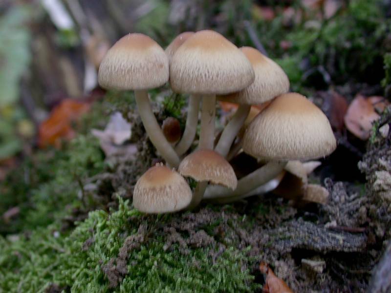 Psathyrella pertinax