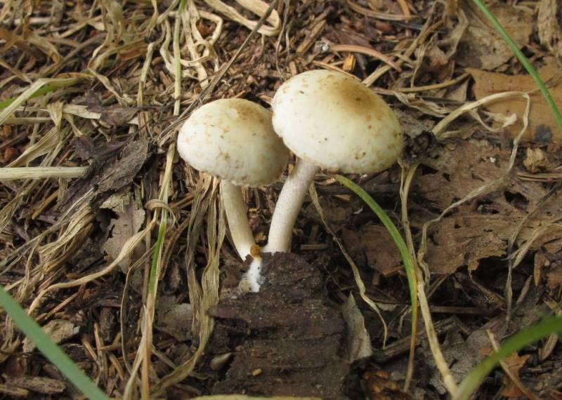 Psathyrella pervelata