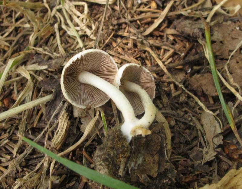 Psathyrella pervelata Psathyrella pervelata