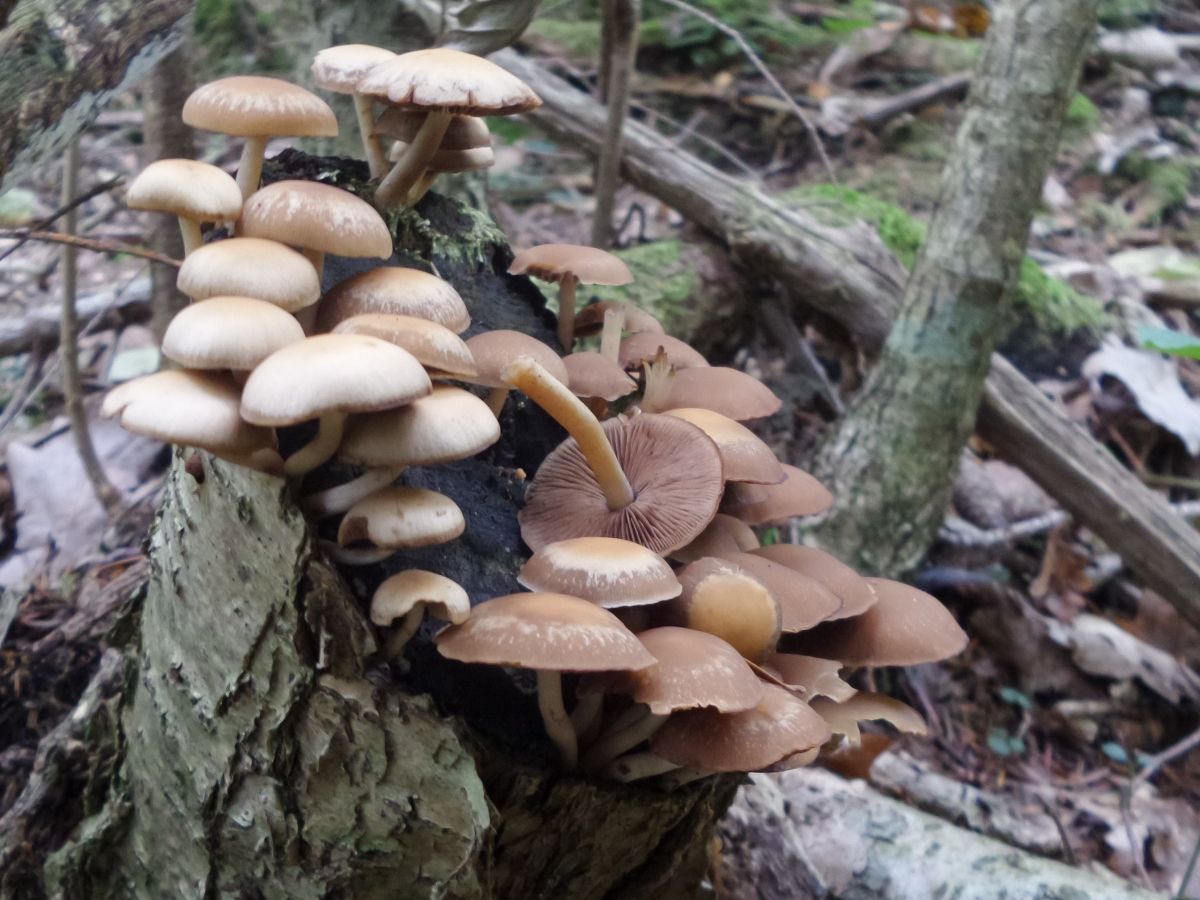 Psathyrella piluliformis