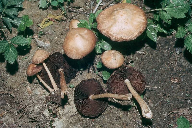 Psathyrella senex