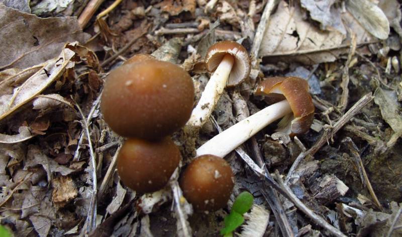 Psathyrella spadiceogrisea