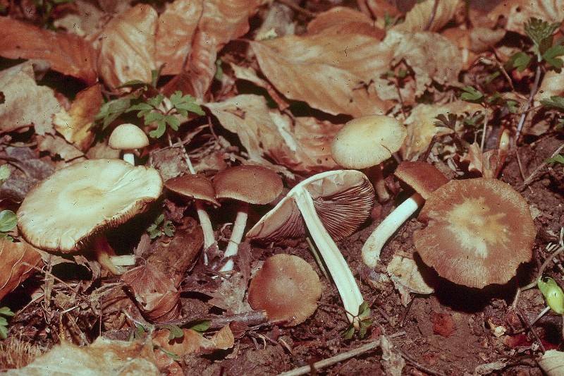 Psathyrella vernalis