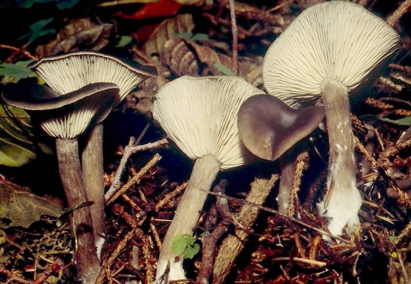 Pseudoclitocybe cyathiformis