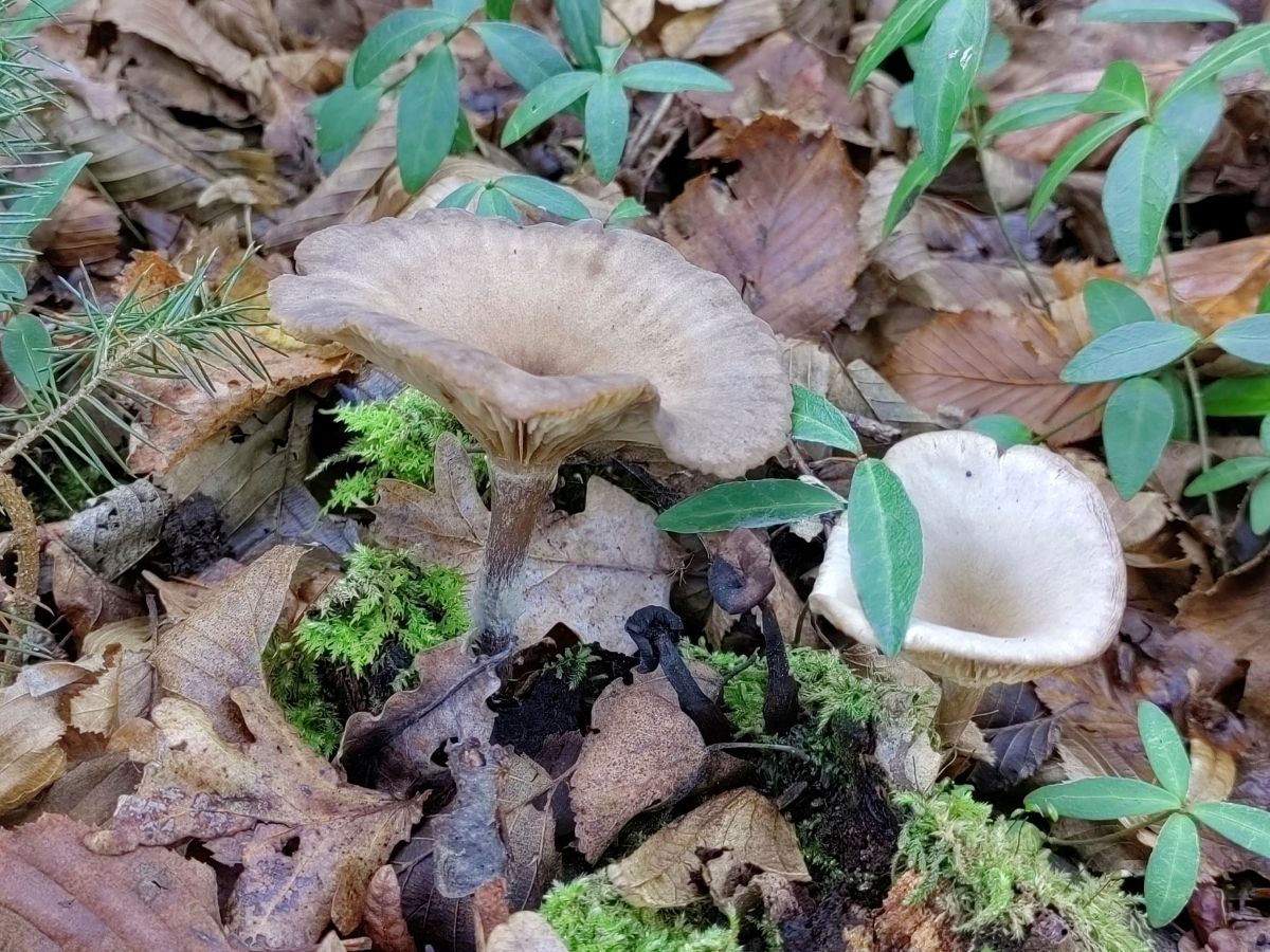 Pseudoclitocybe cyathiformis