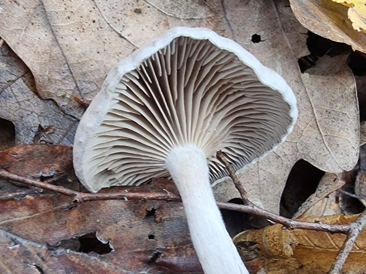 Pseudoclitocybe cyathiformis