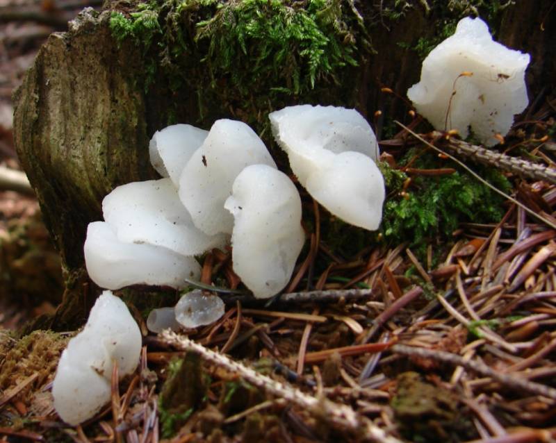 Pseudohydnum gelatinosum