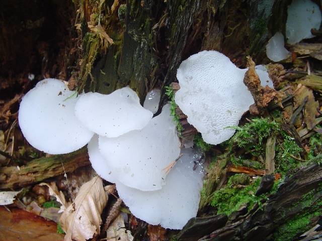 Pseudohydnum gelatinosum