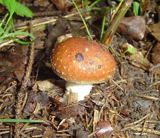 Psilocybe aurantiaca