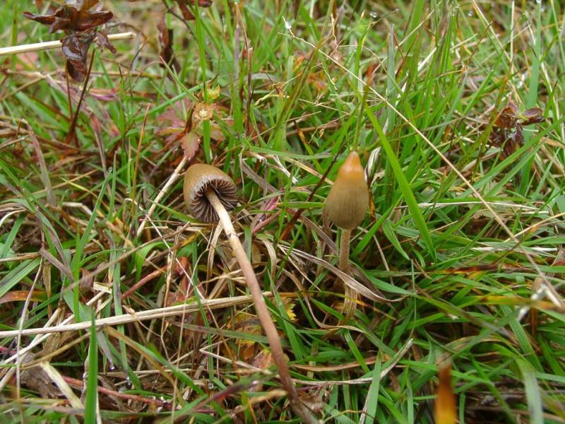 Psilocybe semilanceata