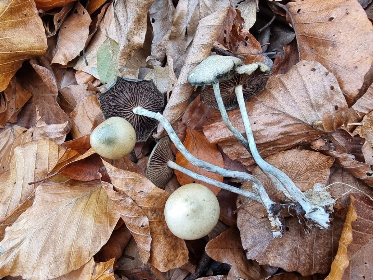 Psilocybe serbica