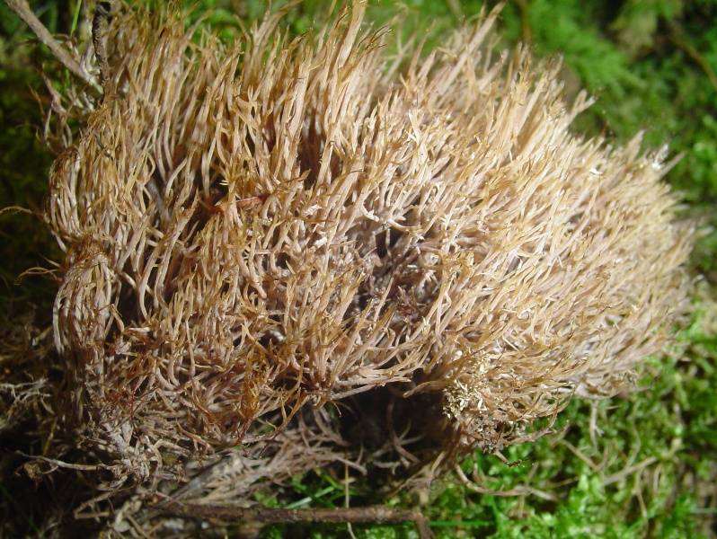 Pterula multifida Pterula multifida