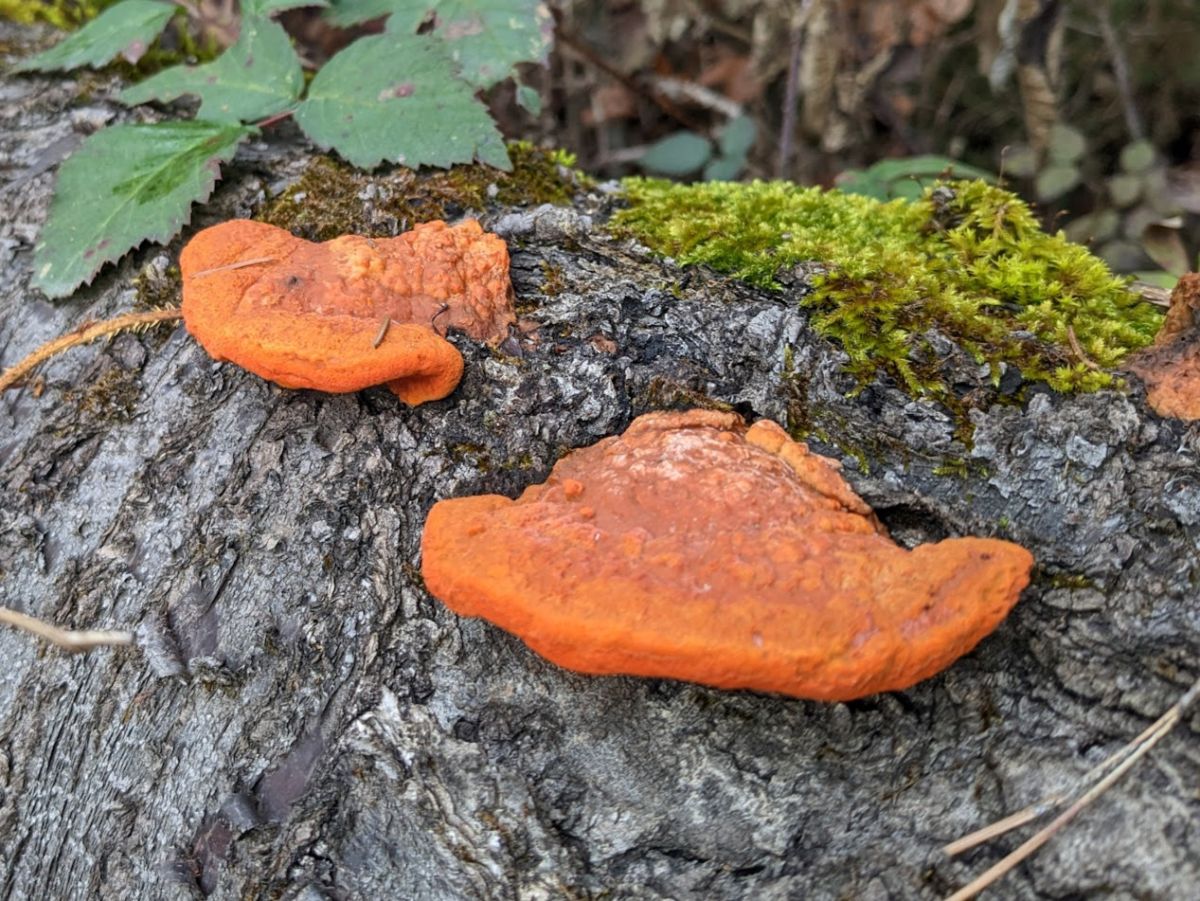 Pycnoporus cinnabarinus