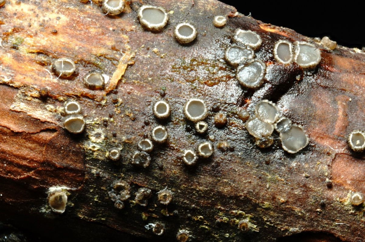 Pyrenopeziza dilutella