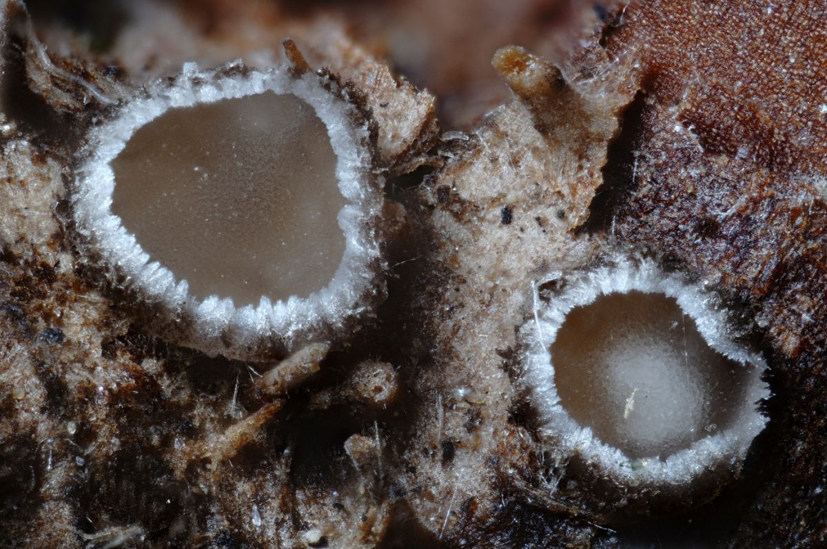 Pyrenopeziza dilutella